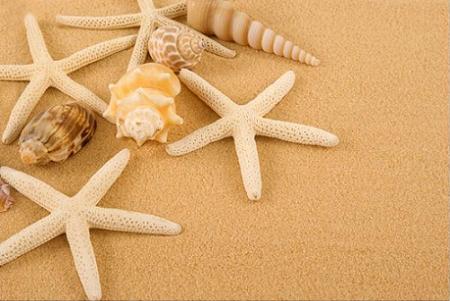 Conchas y estrellas de TeleAdhesivos